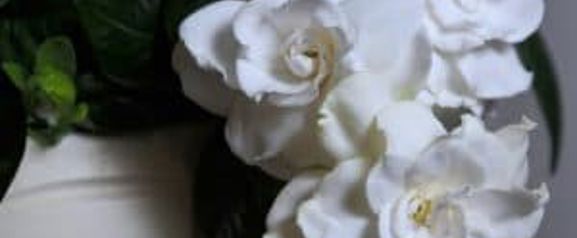popular flowers for weddings