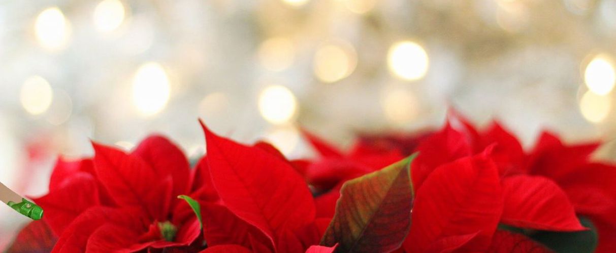 christmas-wedding-centrepiece-ideas-inline-1.jpeg