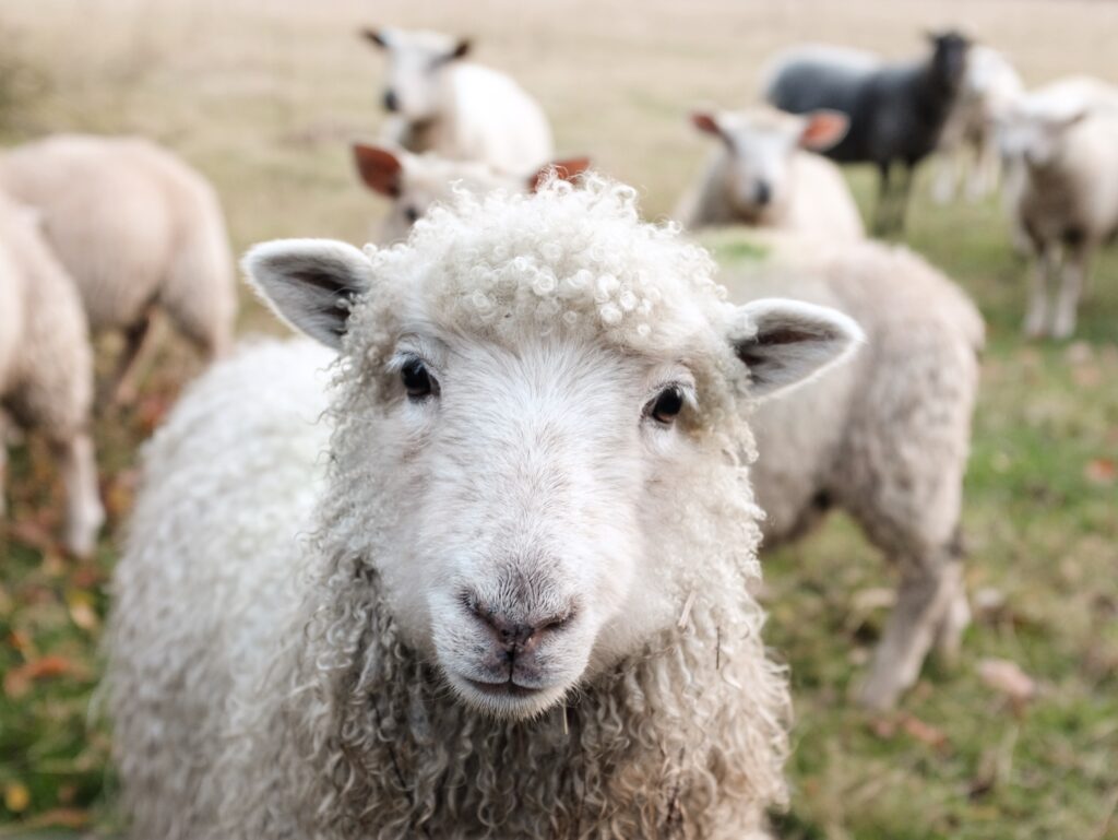Stonebridge City Farm