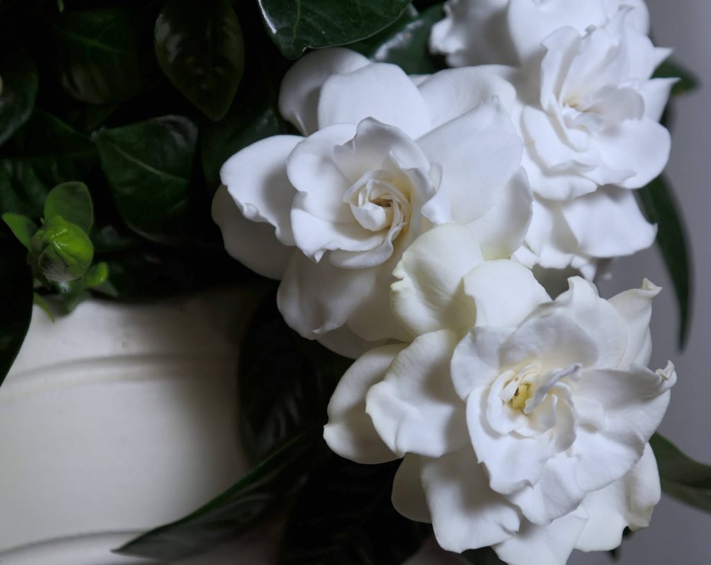 popular flowers for weddings gardenia