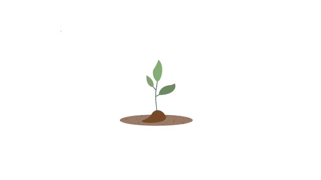 seedling illustration