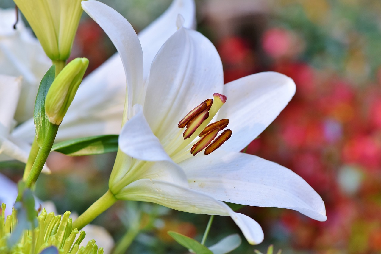 lilly flower